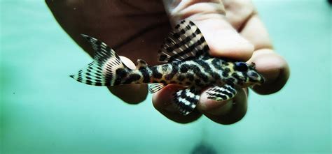 L236 Cracked Zebra Pleco Yellow Hypancistrus Sp