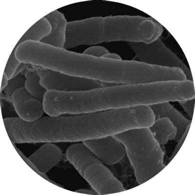 Lactobacillus acidophilus Rosell-52 | Database