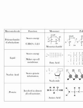 Five Simplified Diagrams Of Biological Molecules