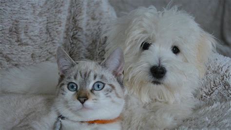 Are Maltese Dogs Good with Cats? The Purr-fect Friendship!