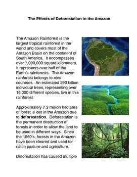 The Effects of the Destruction of the Rainforest by The Common Core ...