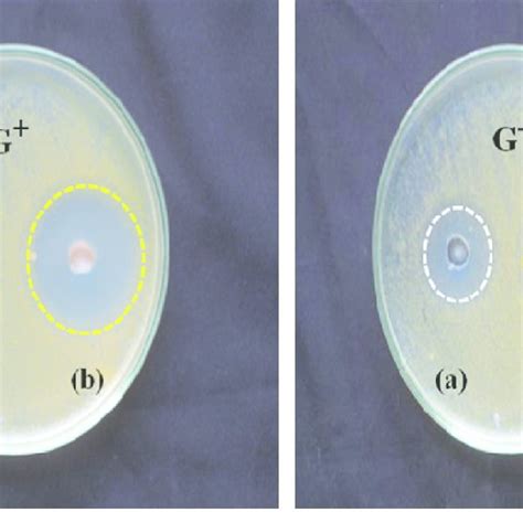 Inhibition Zones Of A Undoped And B Dual Doped ZnO Nanostructures