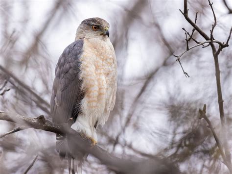 Cooper's Hawk Nesting (All You Need To Know) | Birdfact