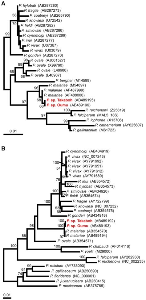 The Numbers On The Phylogenetic Tree Represent Bootstrap Values Based Download Scientific