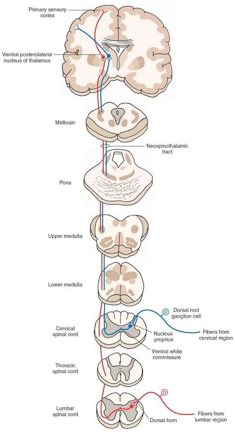 The Ascending Tracts Nervous System Parts Medical Anatomy Brain