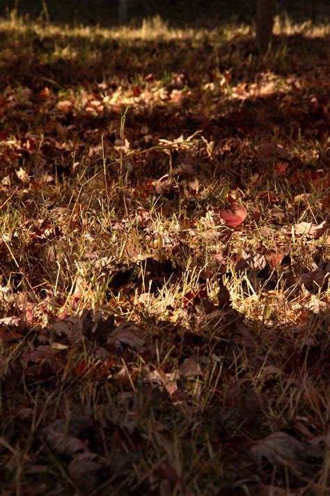 Autumn Defoliation Maple - Free photo on Pixabay - Pixabay