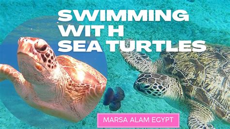 Swimming With Sea Turtles Nager Avec Des Tortues Abu Dabbab Bay Hilton Marsa Alam Egypt