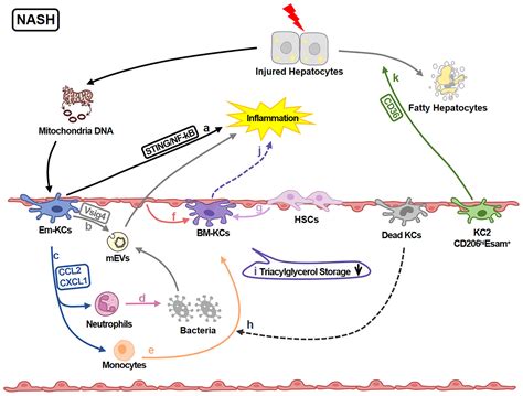 Frontiers Heterogeneity And Function Of Kupffer Cells In Liver Injury