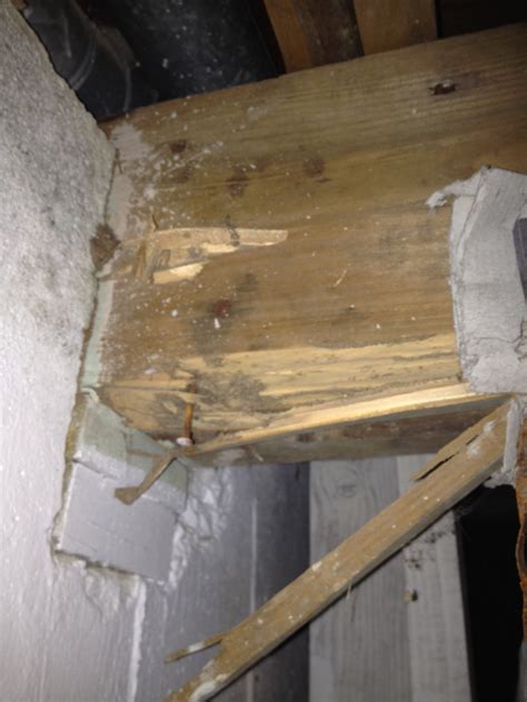 How To Repair Floor Joist Termite Damage Floor Roma