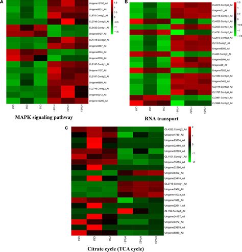 Frontiers Comparative Transcriptome And Proteome Analysis Of Heat