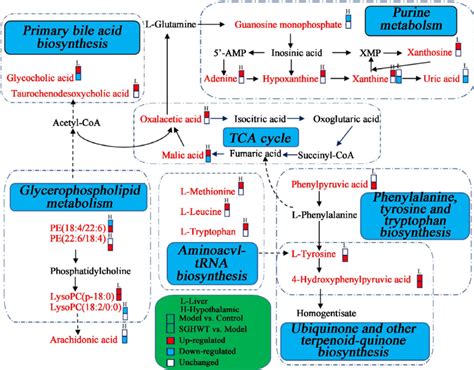 Metabolic Pathway Network Map Associated With The Differentially