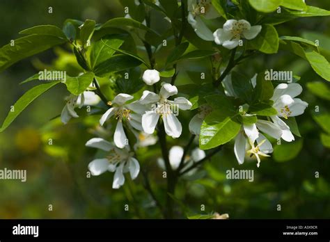 Poncirus Trifoliata X Citrus Sinensis Banque De Photographies Et D