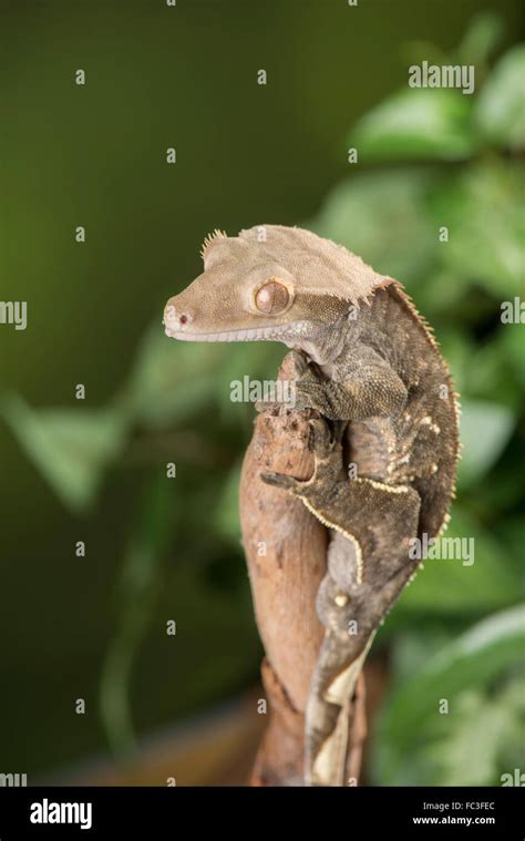 Guichenots Giant Gecko Hi Res Stock Photography And Images Alamy