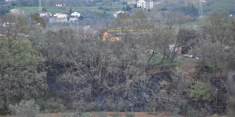 Castrovillari Violento Incendio Distrugge Macchia Mediterranea E