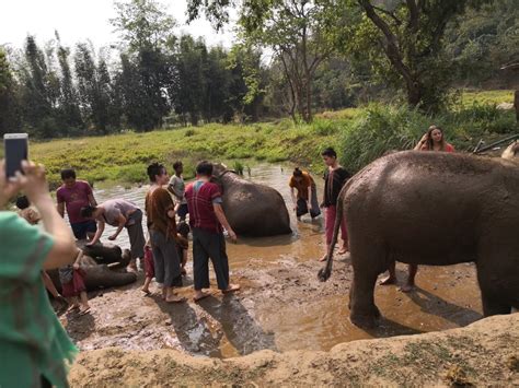 CHIANG MAI ELEPHANT JUNGLE SANCTUARY FULL DAY - CHIANG MAI TOURS