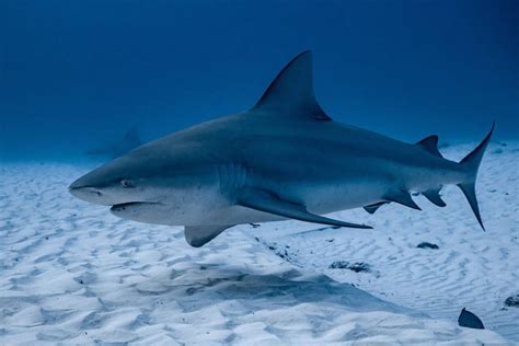 Unusual Discovery Dead Shark Found In Lake Michigan