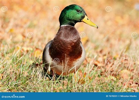 Fancy Duck Stock Image Image Of Wildlife Autumn Duck 7678331