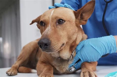 Mystery Dog Disease Sweeping The Us The Latest On The Illness States