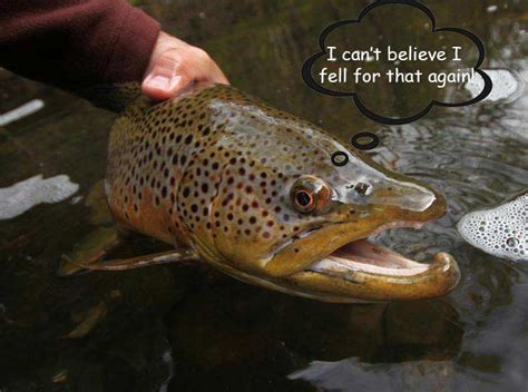 Classic Podcast: How Trout Think, with Dr. Russ Carpenter - Orvis News