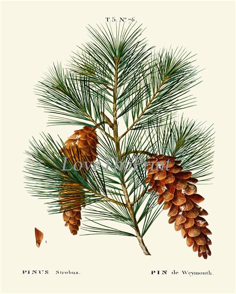 Botanical Prints Pinecone Pine Tree Conifer Cone Wall Art Set Of 4 Beautiful Antique Vintage