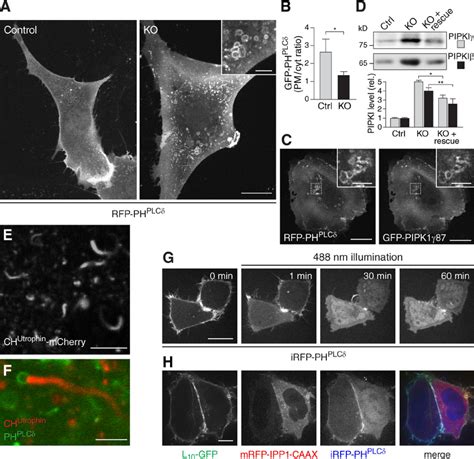 Ectopic Ptdins P Localization And Up Regulation Of Pipkis In