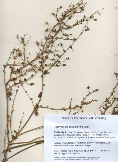 Antirrhinum