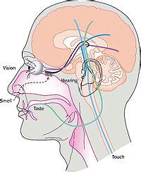 Biological System Creationwiki The Encyclopedia Of Creation Science