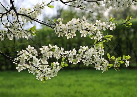 Zweigniederlassung Einer Bl Henden Baum Mit Wei En Bl Ten Stockfoto