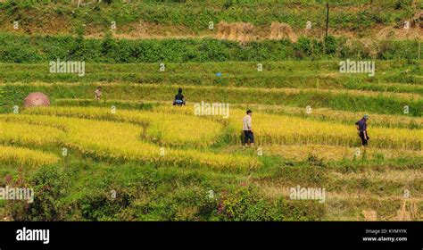 Ha Giang Viet Nam Sep 21 2013 Los Agricultores Que Trabajaban En