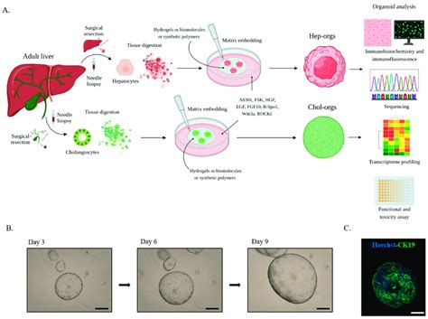 A Representation Of The Generation Of Liver Organoids From Ascs Download Scientific Diagram