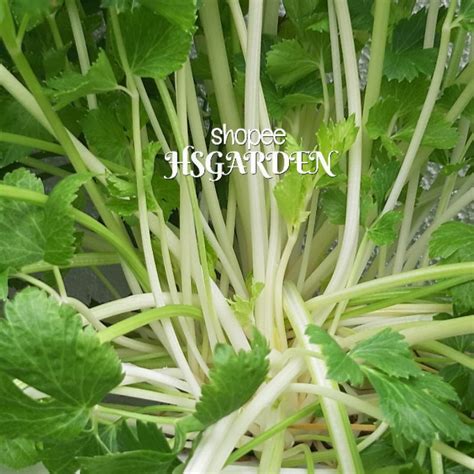 250 Biji Benih Chinese White Celery Rare Seeds Daun Sup Batang