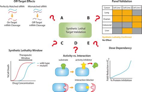 Considerations When Validating Synthetic Lethal Targets Several