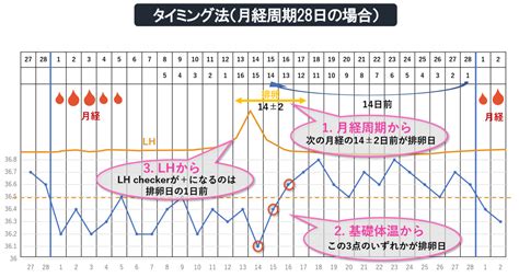 「いつからいつまで何回セックスするの？？妊活入門 妊活、てなにすればいーの？？⑤正しいタイミングの取り方」 Sex Therapist