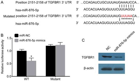 Tumor Suppressor Role Of Mir‑876‑5p In Gastric Cancer