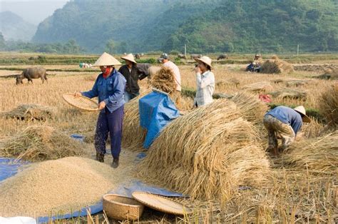 Harvesting Rice