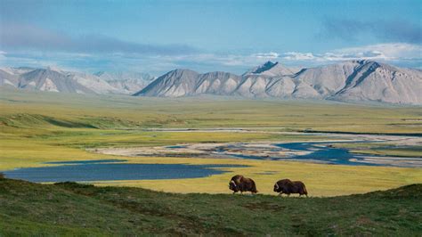 Arctic National Wildlife Refuge UPDATE (2/7/19) – Friends of Alaska National Wildlife Refuges