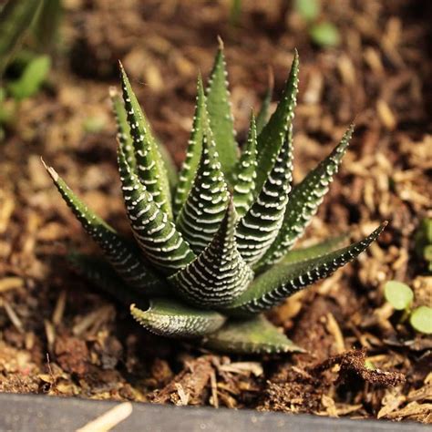 Les Presento A La Haworthia Attenuata Mejor Conocida Como La Suculenta