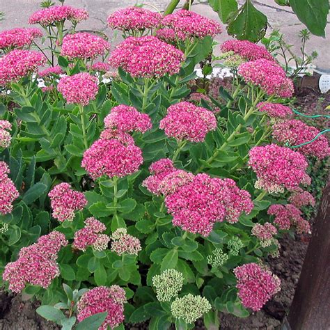 Sedum Matrona Orpin Vivace à larges cymes de fleurs étoilées rose clair