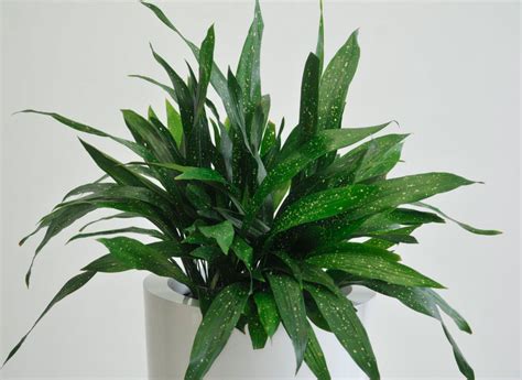 Аспидистра: уход в домашних условиях, пересадка и размножение