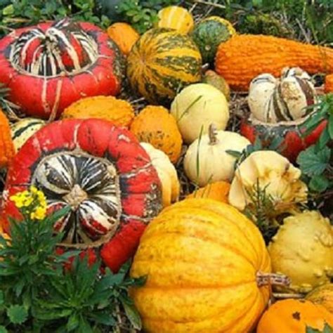 Gourd Seeds - Etsy