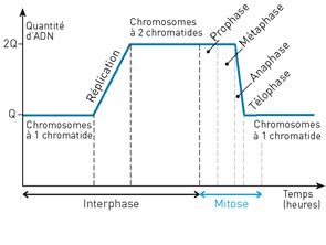 Quantité d adn et cycle cellulaire Annabac