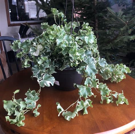 I just bought my first ivy! : r/houseplants