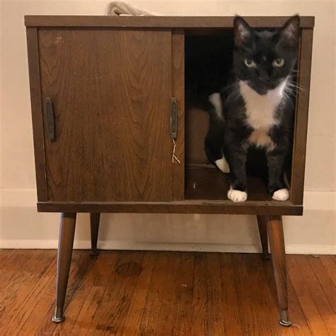 Garbage Cat looks extra dapper in this record console! : r/TuxedoCats