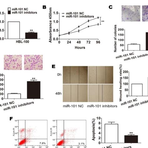 Mir Inhibitors Increase Bc Cell Growth Proliferation And