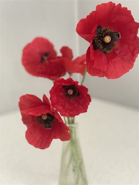 Red Flanders Poppy - Local Seeds