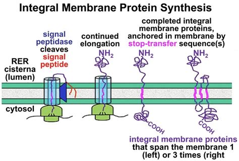 17.8: Synthesis of Integral Membrane Proteins - Biology LibreTexts