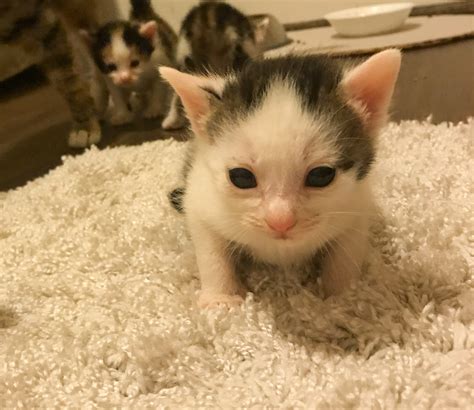 Feline Friday #9 - Tabs & Tidbits