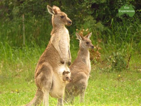 Kangaroos vs Wallabies – 100% Nature Nerd