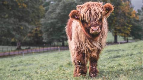 How To Raise Mini Highland Cows A Comprehensive Guide For Beginners