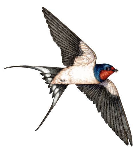 Barn Swallow Hirundo Rustica In Flight Lizzie Harper